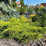 Borievka prostredná (Juniperus media) ´PFITZERIANA AUREA´ - výška 30-40 cm, ⌀ 30-40 cm, kont. C3L